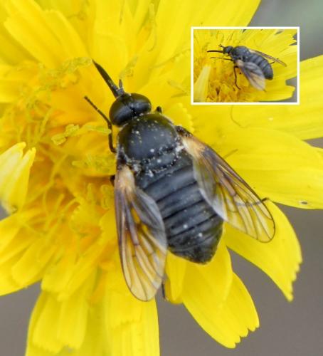 Usia sp.